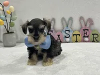 Gypsy Male 2, a male Miniature Schnauzer for sale in Pageland, SC – Photo 2 of 4