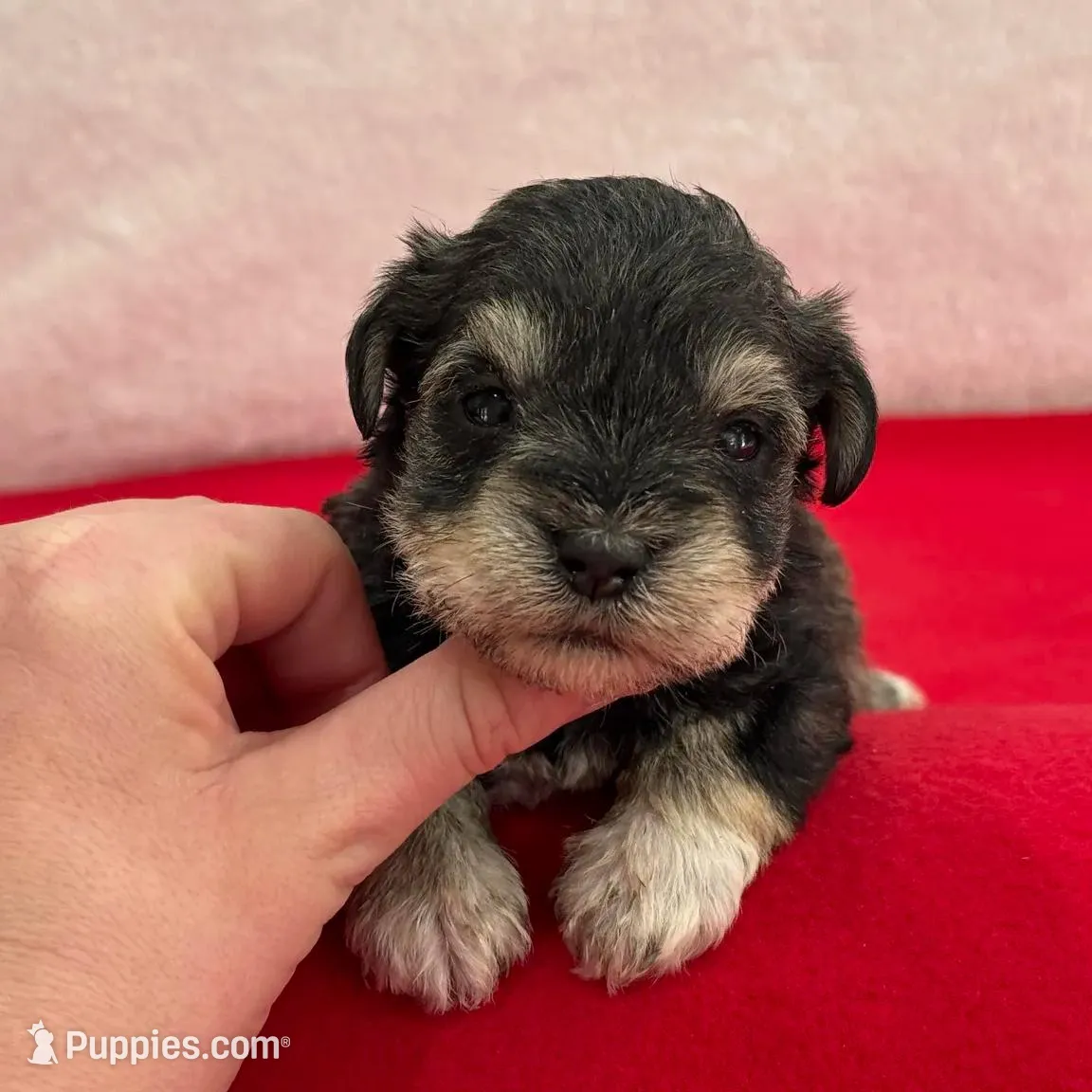 Gypsy Male 2, a male Miniature Schnauzer for sale in Pageland, SC – Photo 2 of 4