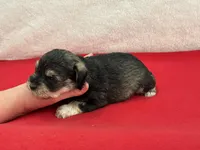 Gypsy Male 2, a male Miniature Schnauzer for sale in Pageland, SC – Photo 3 of 4