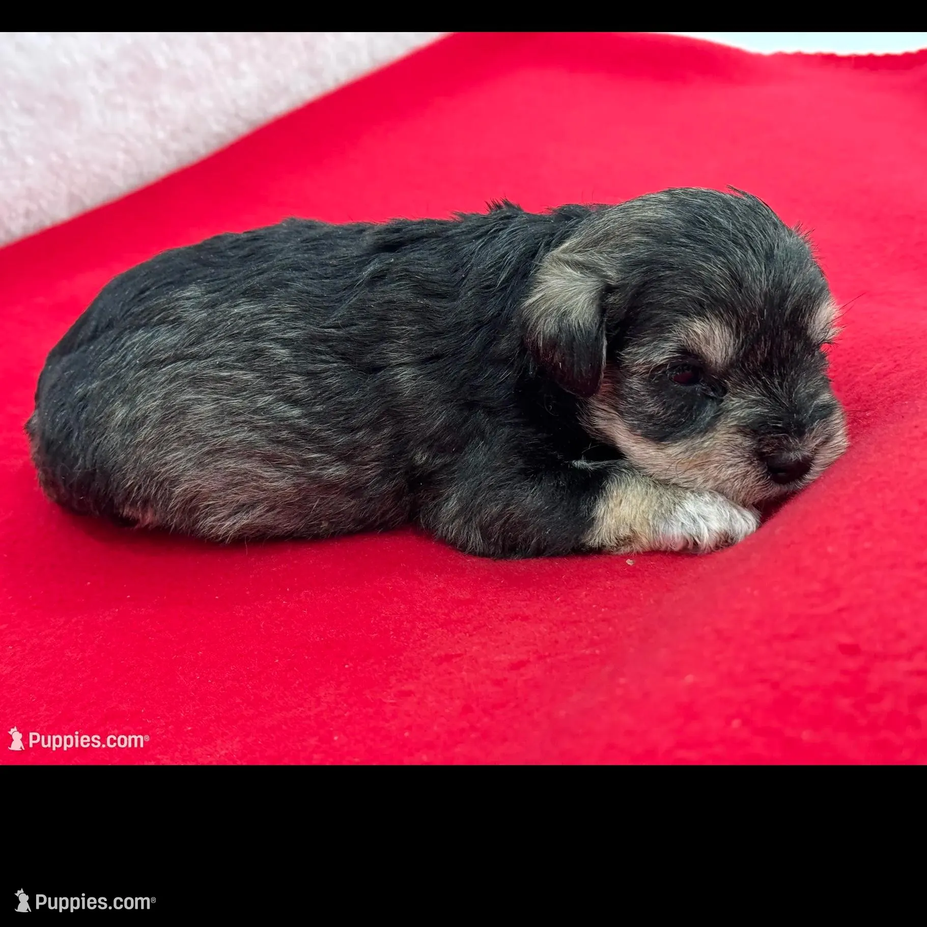 Gypsy Male 2, a male Miniature Schnauzer for sale in Pageland, SC – Photo 4 of 4