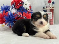 Caroline Female 2, a female Toy Australian Shepherd for sale in Pageland, SC – 4 of 6