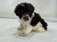 Chloe Male 1 AKC Mega Coat Liver Parti, a male Miniature Schnauzer for sale in Pageland, SC – 2 of 4