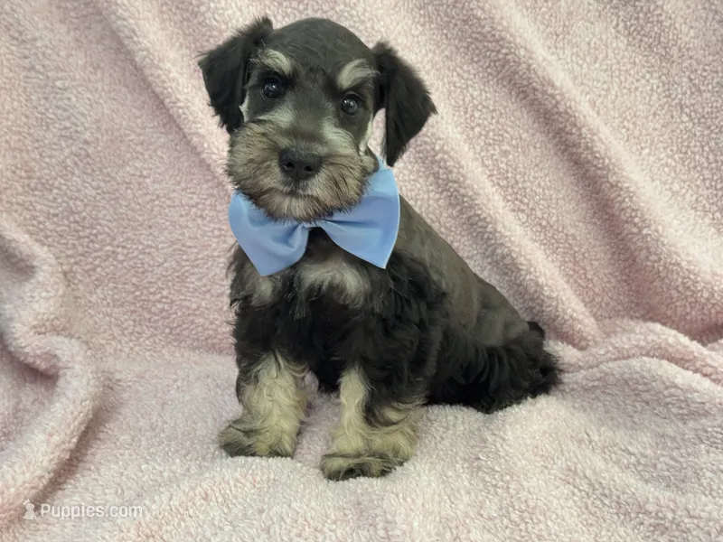 Mae Male 2 AKC – Miniature Schnauzer puppy for sale in Pageland, SC