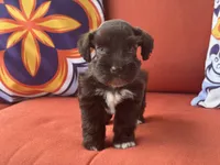 Poppy Female 1 AKC Mega Coat Blue Eyes, a female Miniature Schnauzer for sale in Pageland, SC – 4 of 5