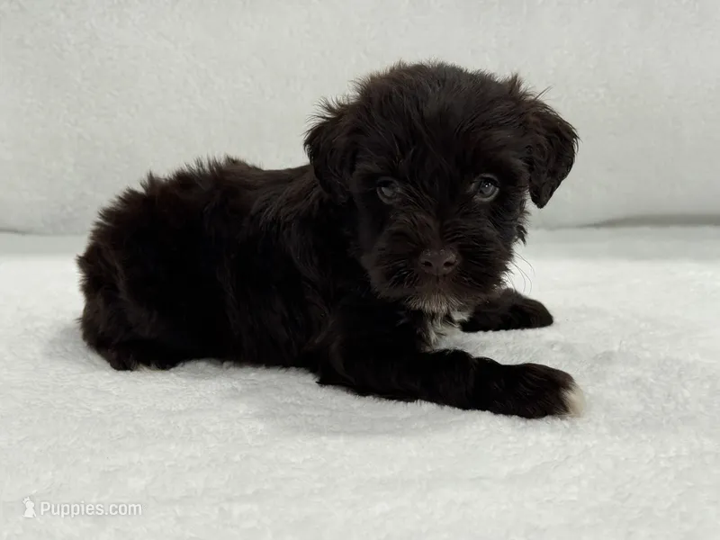 Sugar Pie Male 3 AKC Mega Coat Liver – Miniature Schnauzer puppy for sale in Pageland, SC