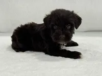 Sugar Pie Male 3 AKC Mega Coat Liver, a male Miniature Schnauzer for sale in Pageland, SC – 1 of 5