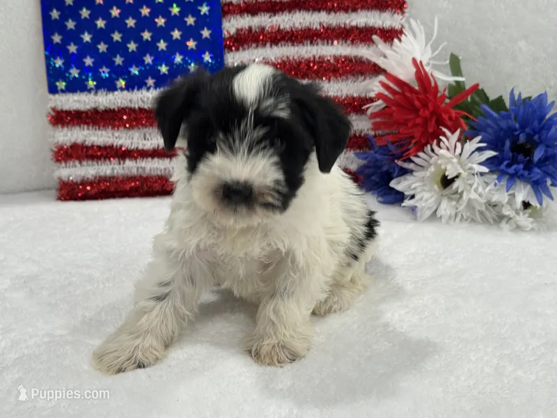 Piper Female 3 – Miniature Schnauzer puppy for sale in Pageland, SC