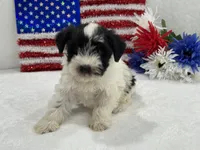 Piper Female 3, a female Miniature Schnauzer for sale in Pageland, SC – 1 of 3