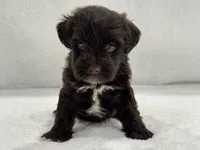 Sugar Pie Male 3 AKC Mega Coat Liver, a male Miniature Schnauzer for sale in Pageland, SC – 3 of 5