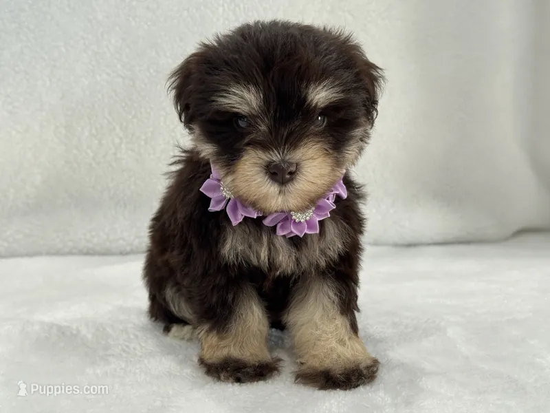 Chloe Female 2 AKC Mega Coat Liver & Tan – Miniature Schnauzer puppy for sale in Pageland, SC
