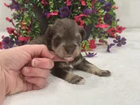 Josie Female 1, a female Miniature Schnauzer for sale in Pageland, SC – 3 of 4
