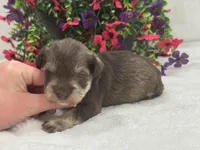 Josie Female 1, a female Miniature Schnauzer for sale in Pageland, SC – 2 of 4