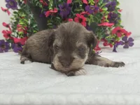 Josie Female 1, a female Miniature Schnauzer for sale in Pageland, SC – 4 of 4