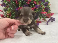 Josie Female 1, a female Miniature Schnauzer for sale in Pageland, SC – 1 of 4