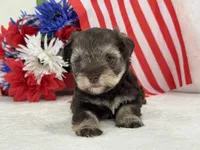 Miracle Female 1 AKC Liver and Tan mega coat, a female Miniature Schnauzer for sale in Pageland, SC – 2 of 4