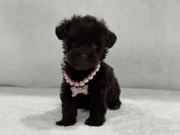Sugar Pie Female 2 AKC Mega Coat Liver, a male Miniature Schnauzer for sale in Pageland, SC – 2 of 4