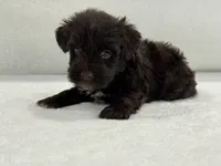 Sugar Pie Male 3 AKC Mega Coat Liver, a male Miniature Schnauzer for sale in Pageland, SC – 5 of 5