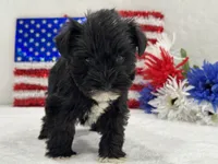 Piper Female 1, a female Miniature Schnauzer for sale in Pageland, SC – 1 of 3