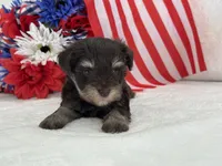Miracle Male 2 AKC Liver and Tan, a male Miniature Schnauzer for sale in Pageland, SC – 4 of 4