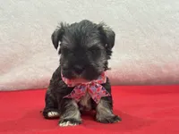 Lyla Female 1, a female Miniature Schnauzer for sale in Pageland, SC – Photo 1 of 5
