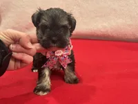 Lyla Female 1, a female Miniature Schnauzer for sale in Pageland, SC – Photo 5 of 5