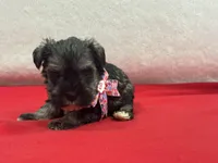 Lyla Female 1, a female Miniature Schnauzer for sale in Pageland, SC – Photo 2 of 5