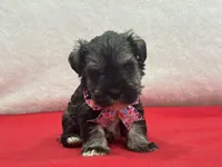 Lyla Female 1, a female Miniature Schnauzer for sale in Pageland, SC – Photo 4 of 5