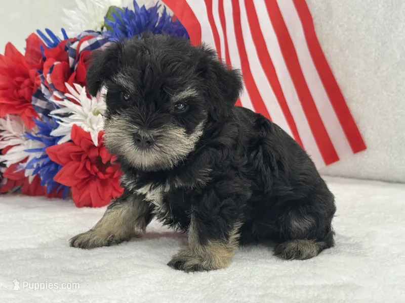 Mae Male 1 AKC  – Miniature Schnauzer puppy for sale in Pageland, SC