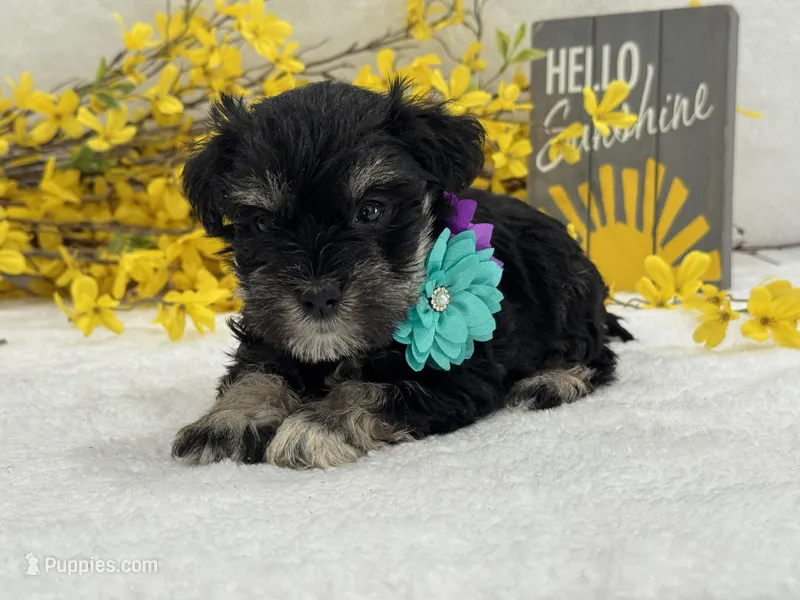 Nova Female 2 – Miniature Schnauzer puppy for sale in Pageland, SC