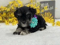 Nova Female 2, a female Miniature Schnauzer for sale in Pageland, SC – Photo 1 of 5