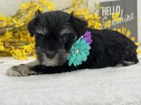 Nova Female 2, a female Miniature Schnauzer for sale in Pageland, SC – Photo 2 of 5