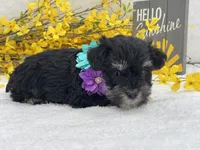 Nova Female 2, a female Miniature Schnauzer for sale in Pageland, SC – Photo 5 of 5