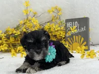 Nova Female 2, a female Miniature Schnauzer for sale in Pageland, SC – Photo 3 of 5