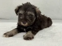 Sugar Pie Male 2 AKC Mega Coat Liver & Tan, a male Miniature Schnauzer for sale in Pageland, SC – 4 of 4