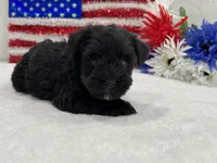 Piper Female 2, a female Miniature Schnauzer for sale in Pageland, SC – 3 of 4