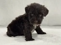 Sugar Pie Male 3 AKC Mega Coat Liver, a male Miniature Schnauzer for sale in Pageland, SC – 4 of 5