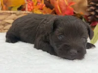 Lexie Female 2 AKC Registered Liver Color, a male Miniature Schnauzer for sale in Pageland, SC – 2 of 4