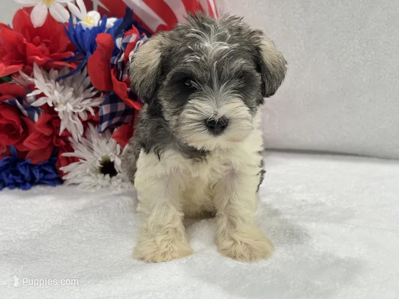 Josie Female 2 – Miniature Schnauzer puppy for sale in Pageland, SC