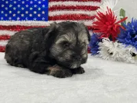 Piper Male 1, a male Miniature Schnauzer for sale in Pageland, SC – 4 of 4