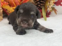 Lexie Male 1 AKC Registered Liver & Tan, a male Miniature Schnauzer for sale in Pageland, SC – 4 of 4