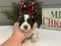 Alivia Male 4 AKC mega coat, a male Miniature Schnauzer for sale in Pageland, SC – Photo 4 of 4