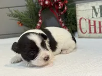 Alivia Male 4 AKC mega coat, a male Miniature Schnauzer for sale in Pageland, SC – Photo 3 of 4