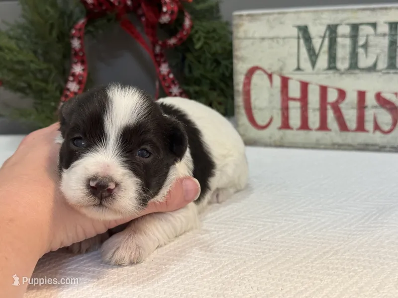 Alivia Male 4 AKC mega coat