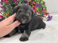 Josie Female 5, a female Miniature Schnauzer for sale in Pageland, SC – 3 of 4