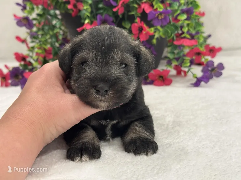 Josie Female 5 – Miniature Schnauzer puppy for sale in Pageland, SC