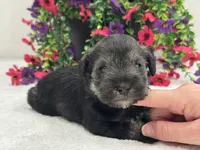 Josie Female 5, a female Miniature Schnauzer for sale in Pageland, SC – 4 of 4