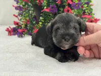 Josie Female 5, a female Miniature Schnauzer for sale in Pageland, SC – 2 of 4