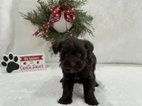 Sugarpie Male 2, a male Miniature Schnauzer for sale in Pageland, SC – Photo 2 of 3