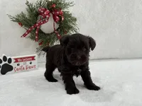 Sugarpie Male 2, a male Miniature Schnauzer for sale in Pageland, SC – Photo 1 of 3