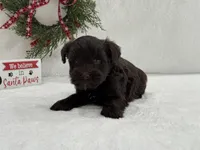 Sugarpie Male 2, a male Miniature Schnauzer for sale in Pageland, SC – Photo 3 of 3